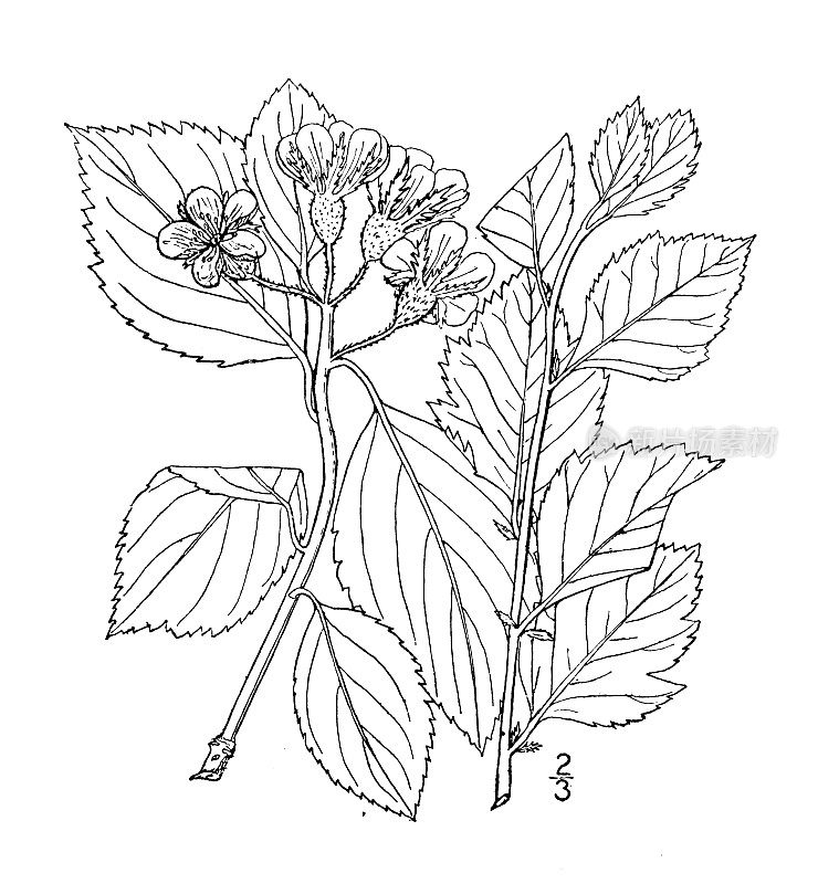 古董植物学植物插图:山楂，Vail's Haw